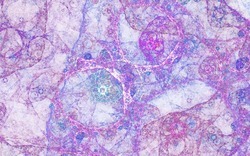 2014 04 26 Evening Plastic 990-white.jpg